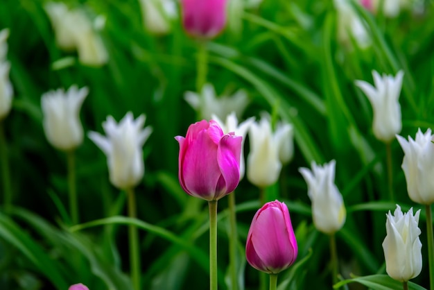 Фото Близкий план фиолетовых тюльпанов на поле