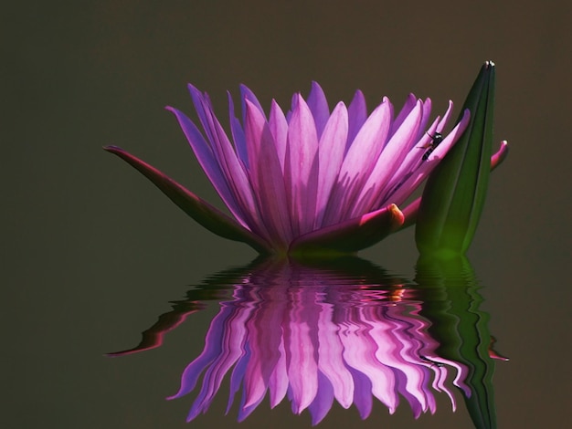 Фото Близкий план фиолетовой водяной лилии в озере