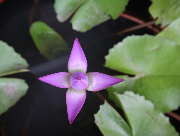 写真 紫色の水蓮のクローズアップ