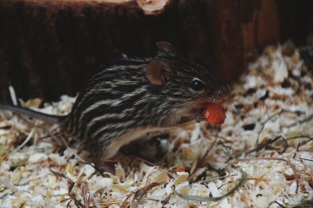 写真 ウサギを食べるクローズアップ