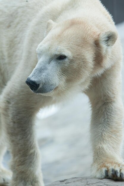 写真 動物園のウサギのクローズアップ