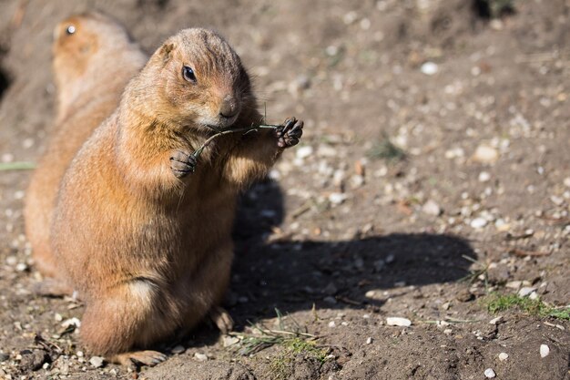 写真 野原でのウサギのクローズアップ