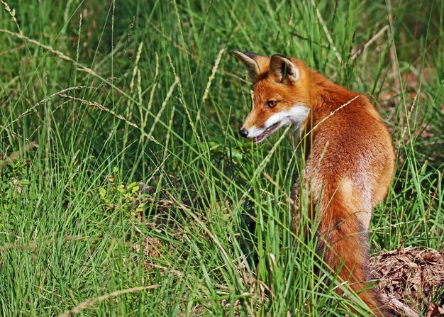 写真 野原でのウサギのクローズアップ