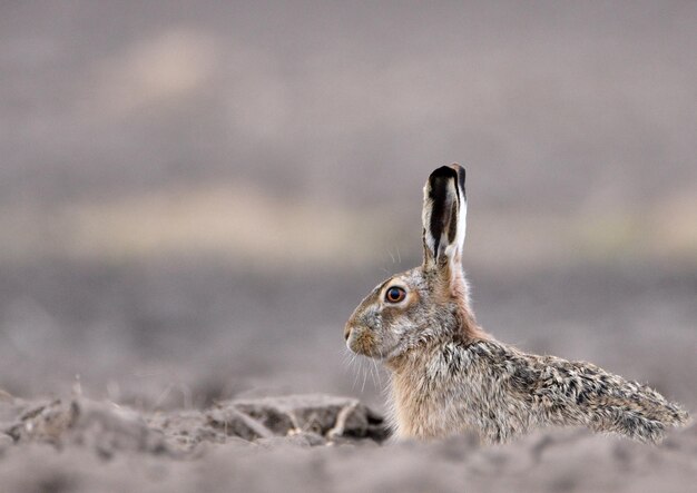 写真 野原でのウサギのクローズアップ