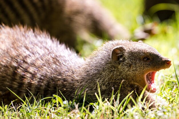 写真 野原でのウサギのクローズアップ