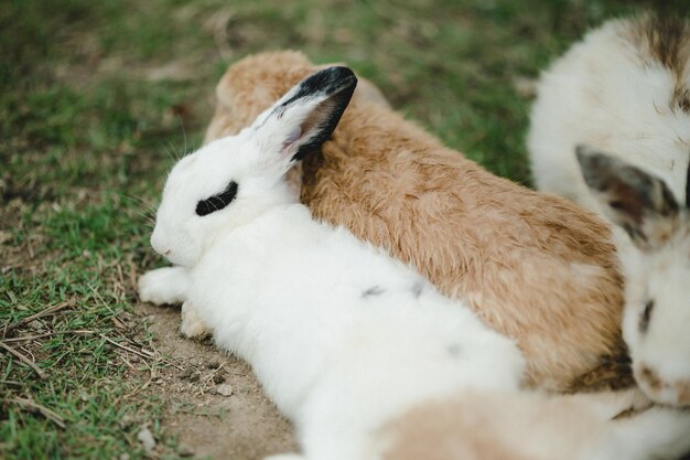 写真 野原でのウサギのクローズアップ