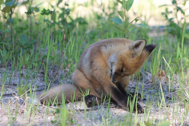 写真 草の上にあるウサギのクローズアップ