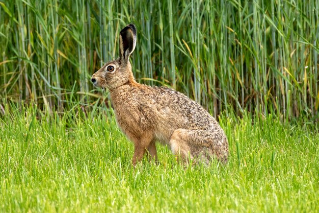 写真 草原上のウサギのクローズアップ