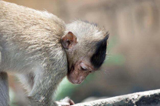 写真 ウサギのクローズアップ