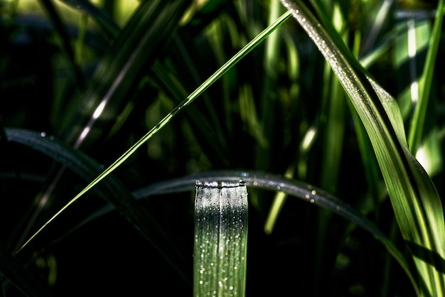 写真 草の上の雨滴のクローズアップ