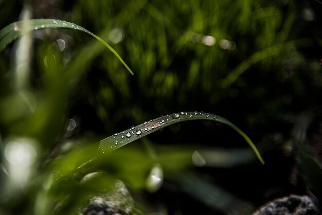 写真 草の上の雨滴のクローズアップ