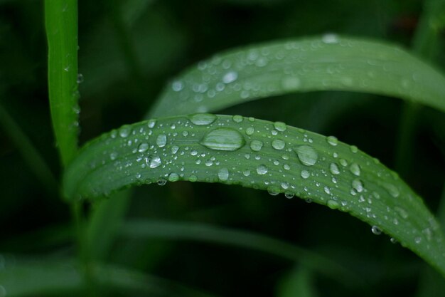 写真 草の上に降る雨滴のクローズアップ