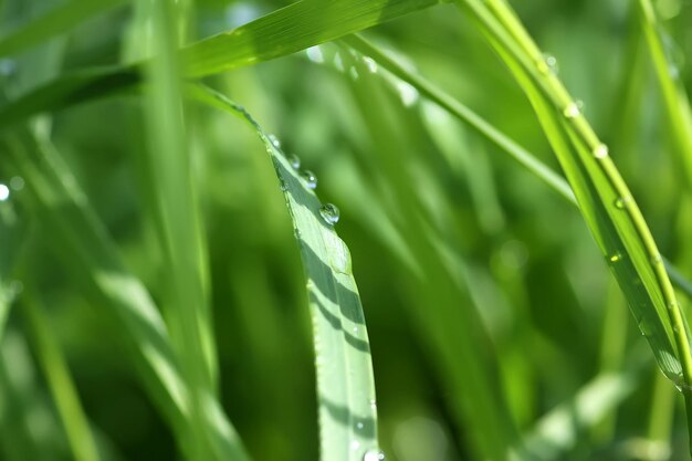 写真 草の上の雨滴のクローズアップ