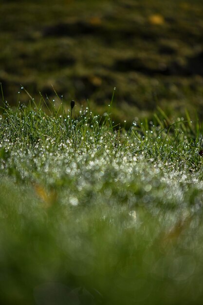 写真 草の上に降る雨滴のクローズアップ