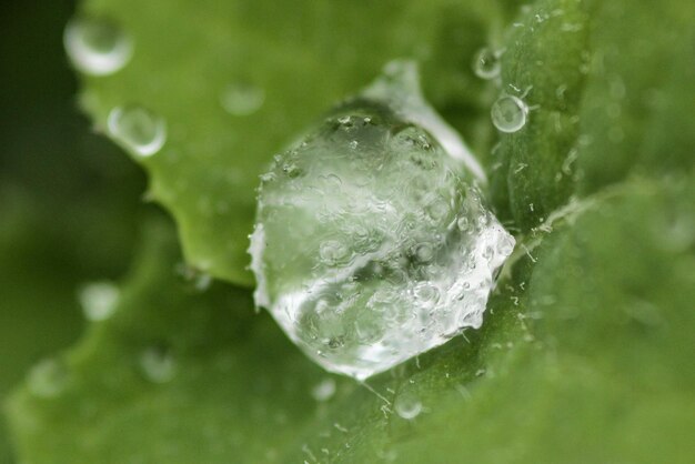 写真 緑の葉の上の雨滴のクローズアップ