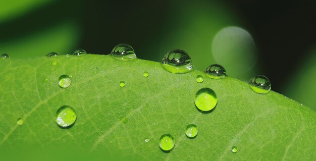 写真 緑の葉の上の雨滴のクローズアップ