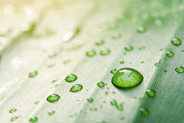 写真 緑の葉の上の雨滴のクローズアップ