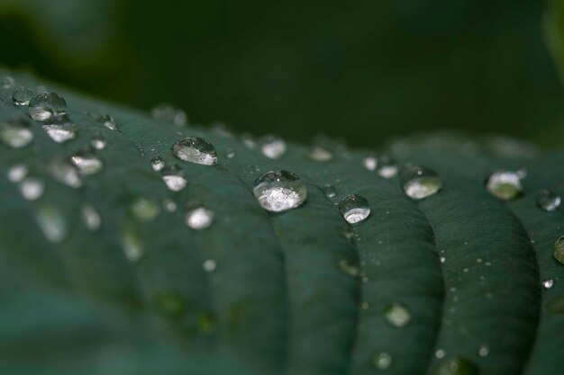 写真 葉の上の雨滴のクローズアップ