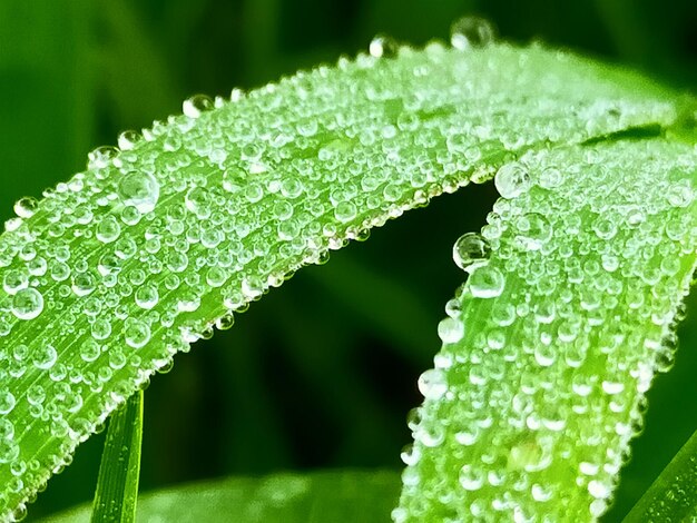 写真 葉の上の雨滴のクローズアップ