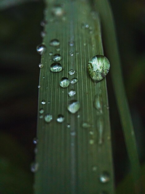 写真 葉の上の雨滴のクローズアップ