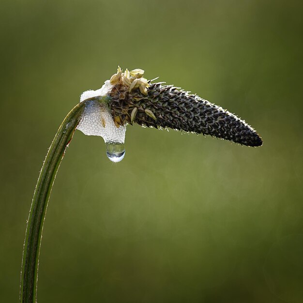 写真 葉の上の雨滴のクローズアップ