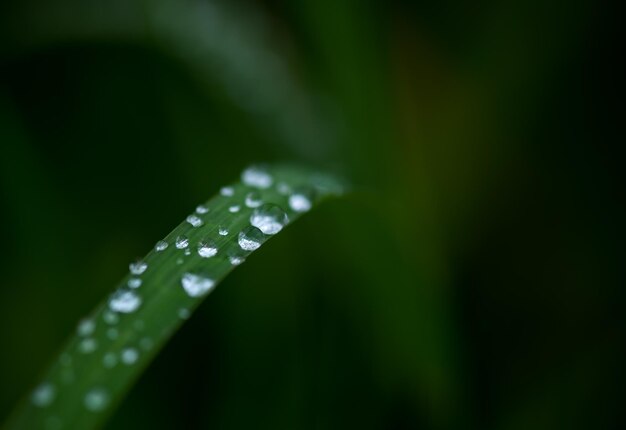 写真 葉の上の雨滴のクローズアップ