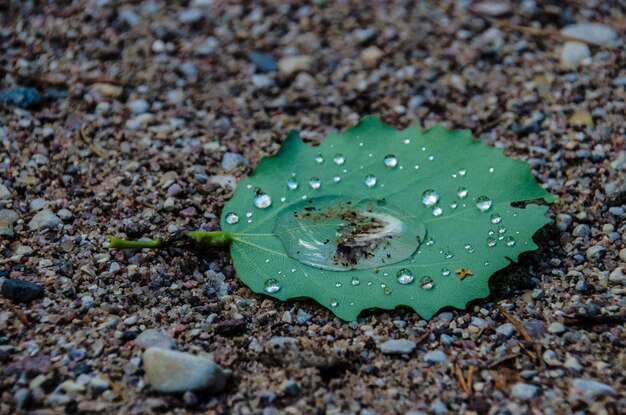 写真 葉の上の雨滴のクローズアップ