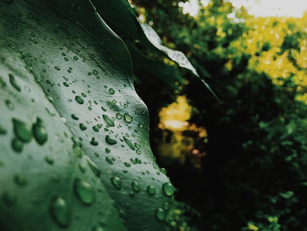 Фото Близкий план капель дождя на листьях