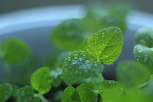 写真 葉の上の雨滴のクローズアップ