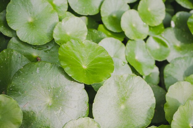 写真 葉の上の雨滴のクローズアップ