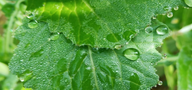 写真 葉の上の雨滴のクローズアップ