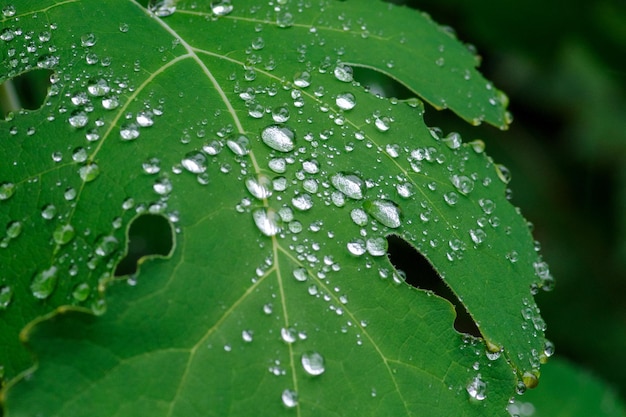 写真 葉の上の雨滴のクローズアップ