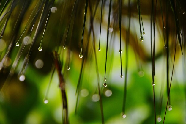 Фото Близкий план капель дождя на листьях