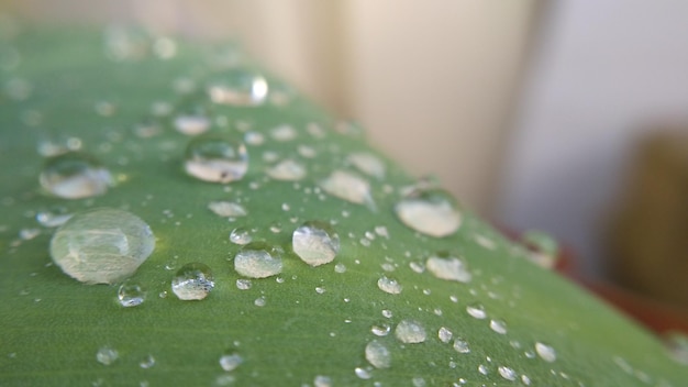 写真 葉の上の雨滴のクローズアップ