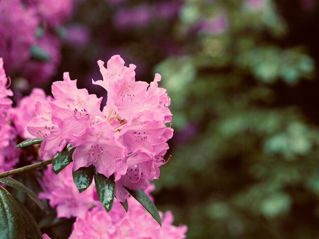 사진 분홍색 꽃이 피는 식물 에 내리는 방울 의 클로즈업