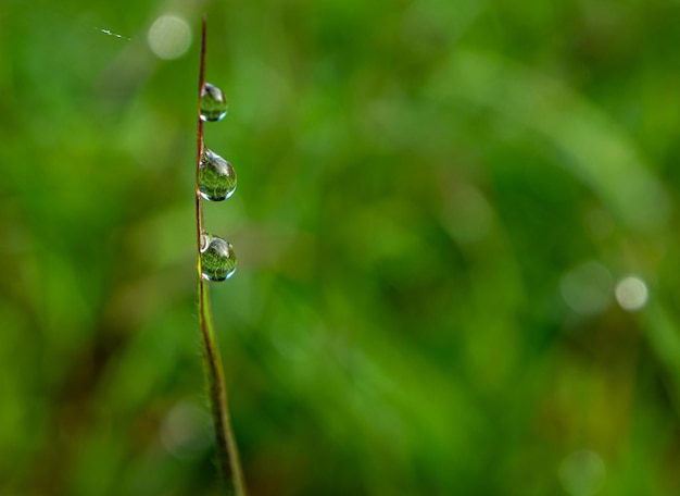 写真 植物上の雨滴のクローズアップ