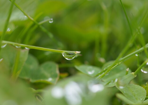 写真 植物上の雨滴のクローズアップ