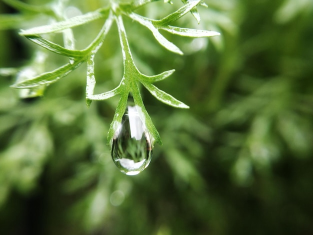 写真 植物上の雨滴のクローズアップ