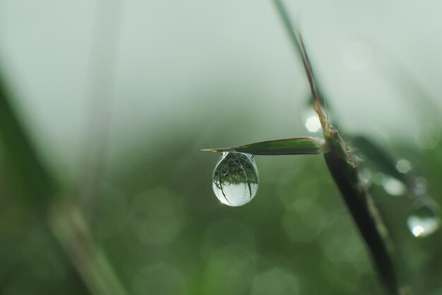 写真 植物上の雨滴のクローズアップ