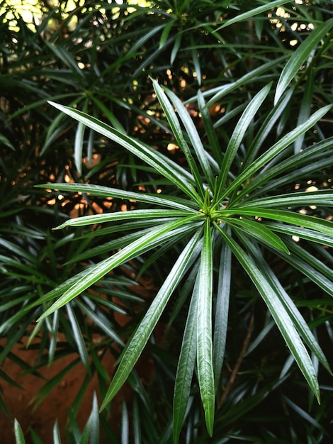 写真 植物上の雨滴のクローズアップ