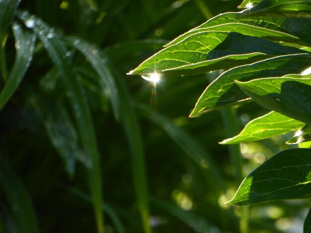 写真 植物上の雨滴のクローズアップ