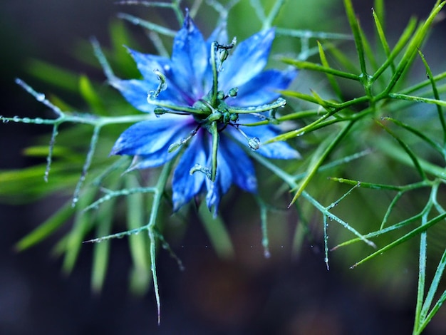 写真 紫の花の雨滴のクローズアップ