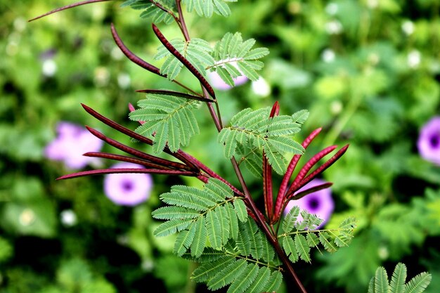 写真 紫色の花の植物の雨滴のクローズアップ