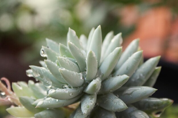 写真 <unk>の植物の雨滴のクローズアップ