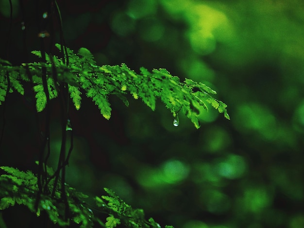 写真 木の上の雨滴のクローズアップ