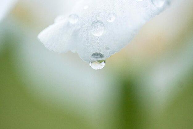 写真 白い花の上の雨滴のクローズアップ