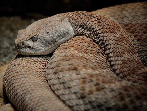 写真 クラックヘビのクローズアップ