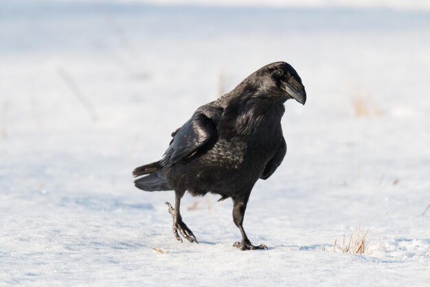 写真 冬のカラスのクローズアップ