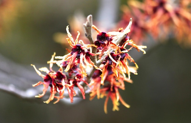 写真 枝の赤いアメリカのウィッチハゼル花のクローズアップ