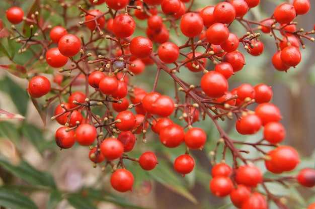 Фото Близкий план красных ягод, растущих на дереве
